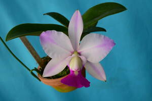 CC-7　C. walkeriana x sib. (flamea 'Gifu' x pelora 'Manaley Picote')　洋蘭 原種 カトレア　(R5.1203-CC) 