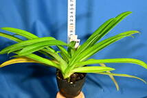 AA-38　Paph. hirsutissimum var. esquirolei x sib.　('Haley Sussanne' AM/AOS x 'Alexei' GM/JOGA)　洋蘭 原種 パフィオ　(R5.1105-AA) _画像2