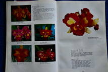 BB-62 洋蘭 中古 書籍 Quality CATTLEYAS in color　(R5.1119-BB-本) _画像2