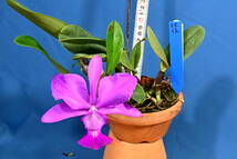 CC-12　C. walkeriana flamea x sib.　('Jucelene' x 'Portinari')　洋蘭 原種 カトレア　(R5.1203-CC) _画像1