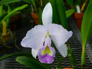 CC-22　C. trianae coerulea '201213'　('La Perla' x 'Turquesa' FCC/CCO)　洋蘭 原種 カトレア　(R5.1203-CC) 