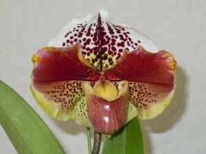 CC-36　Paph. Personality 'Plus' HCC/AOS　(Blendia x Winston Churchill)　洋蘭 交配種 パフィオ　(R5.1203-CC) 