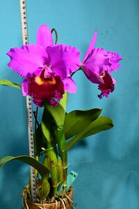 BB-36　C. Lilly Millard 'Spring Shade' (C. Alisal x C. Quadroon)　洋蘭 交配種 カトレア　(R5.1119-BB) 