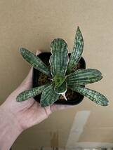 サンスベリア　クレオパトラ Sansevieria Cleopatra 止め葉、葉先焼けあり　管理タグ11.28.1_画像2