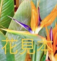 今回は花無しです