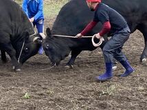 牛突き大会のある隠岐の島産　いのちの壱