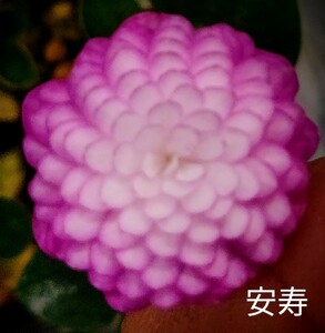 雪割草 安寿　(円弁花形良千重咲芳香花) 1芽 画1花参考　出品画2～　2.5号深ビニルポット植(送料一律60サイズ複数可まとめての方のみ)