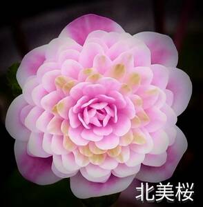 雪割草 北美桜 (名誉会長賞、上品な白覆千重咲)小苗 1芽画1花参考 出品画2～ 3号深ポリポット植(送料一律60サイズ複数可まとめての方のみ) 