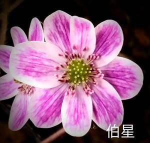 雪割草 　伯星　(地合模様が美しい原種)　1芽画1花参考　出品画2～　2.5号深角ポリポット植(送料一律60サイズ複数可まとめての方のみ)