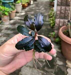 Bucephalandra sp.”2020 purple” 【カミハタ 】ブセファランドラ 水草