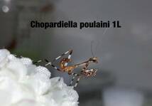 Chopardiella poulaini ペルー産　初令幼虫6匹セット　チョパルディエラ　カマキリ　※サービスあり　※保証あり　※大型でレア種_画像4