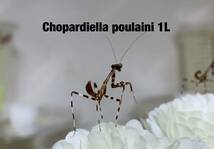 Chopardiella poulaini ペルー産　初令幼虫6匹セット　チョパルディエラ　カマキリ　※サービスあり　※保証あり　※大型でレア種_画像3