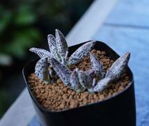 ★多肉植物★サボテン★アドロミスクス・マリアンナエ・ゲヤリー【Adromischus marianiae geyerri】・2.5号SP・開花株・6頭・12枚葉・現品_画像2