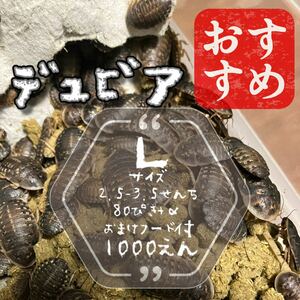 L80匹+α 3cm前後 デュビア 自家消費用養殖 おまけラビットフード付き　