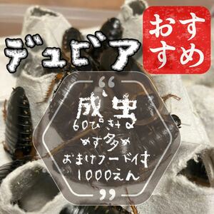 成虫雄20:雌40計60匹+α デュビア 自家消費用養殖 おまけラビットフード付き　繁殖用にも　♀多め