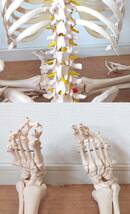 LK107◆人体模型◆骨格模型 全長約165cm 等身大 頭蓋骨 脊髄 頸椎 大腿骨 骨格標本 ディスプレイ_画像8