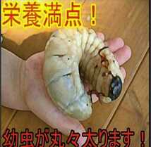 カブトムシ幼虫の栄養強化に！キクラゲ菌床【3ブロック】マットに埋めるだけで幼虫がモリモリ食べます！クワガタの産卵床にも　クヌギ100％_画像5