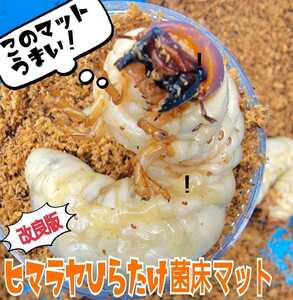 [ improvement version ]. floor crushing stag beetle larva exclusive use mat [2L] bin . pudding cup .... only!o ok wa,nijiiro, common ta, saw larva . on a grand scale become 