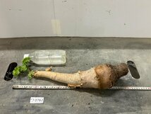 ワ0762 「塊根植物」キフォステンマ　クローリー　抜き苗【畑に地植え株・輸入後自社養生株・cyphostemma currori・多肉植物】_画像4