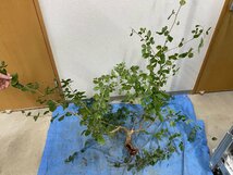 ヲ9127 「実生」コミフォラ ブレビカリックス ベゾルム 抜き苗【畑に地植え株・Commiphora brevicalyx var. Vezorum・塊根植物】_画像7