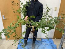 ヲ9127 「実生」コミフォラ ブレビカリックス ベゾルム 抜き苗【畑に地植え株・Commiphora brevicalyx var. Vezorum・塊根植物】_画像1