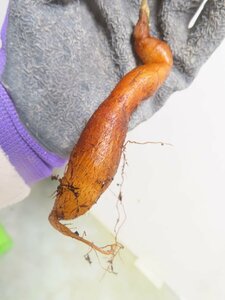 ン0478 「実生株」オペルクリカリア パキプス 2年株 抜き苗【種から発芽！・タンク大・Operculicarya pachypus・塊根植物・葉落ちします】