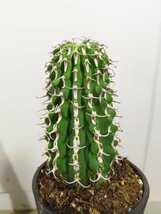 イ0080 「多肉植物I」ユーフォルビア　コルムナリス【美株・発根・Euphorbia columnaris・接ぎ木】_画像3