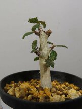 イ0279 「塊根植物」ボスウェリア　ナナ 植え【多分発根開始・Boswellia nana・希少・多肉植物】_画像7