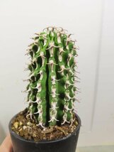 イ0080 「多肉植物I」ユーフォルビア　コルムナリス【美株・発根・Euphorbia columnaris・接ぎ木】_画像1