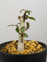 イ0279 「塊根植物」ボスウェリア　ナナ 植え【多分発根開始・Boswellia nana・希少・多肉植物】_画像8