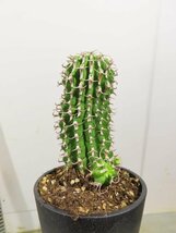 エ0211 「多肉植物I」ユーフォルビア　コルムナリス【美株・発根・Euphorbia columnaris・接ぎ木】_画像6