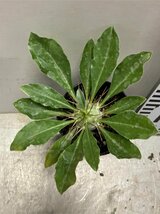 イ0974 「実生」パキポディウム　サウンデルシー【種から発芽・Pachypodium saundersii・白馬城・サンデルシー】_画像5