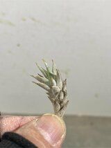 イ0755 「エアプランツ」tillandsia tricholepis × brealitoensis 抜き苗【最新到着・希少・美株・チランジア】_画像4