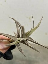 ウ4723 「エアプランツ」tillandsia gilliesii polysticha 抜き苗【購入でマダガスカル紙幣プレゼント！・希少・美株・チランジア】_画像7