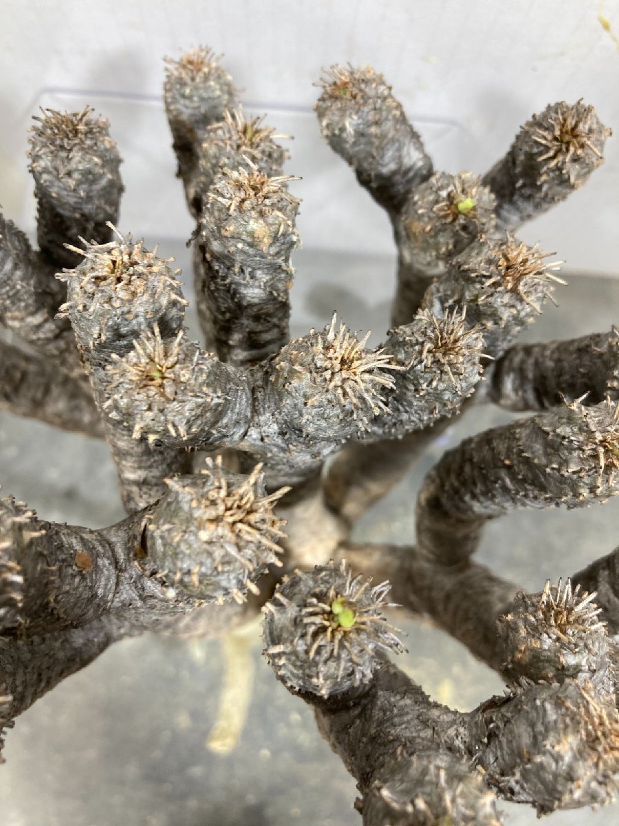 Yahoo!オークション - 43 Euphorbia guillauminiana ユ...