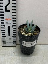 ロ7043 「実生」アロエ　ロンギスティラ 【種から発芽・発根・Aloe longistyla・百鬼夜行・多肉植物】_画像2