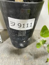 ヲ9111 「実生」アデニア　SP　斑入り葉【マダガスカル産種子・発根・Adenia・塊根植物・種から発芽】_画像3