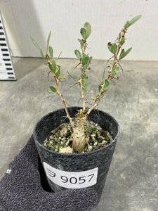 ヲ9057 「実生」フォークイエリア　コルムナリス【種から発芽・有望株・Fouquieria columnaris・観峰玉・塊根植物】