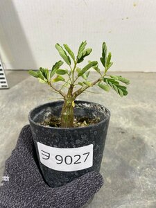 ヲ9027 「実生株」センナ　メリディオナリス　【種から発芽！・発根・Senna meridionalis・塊根植物・】