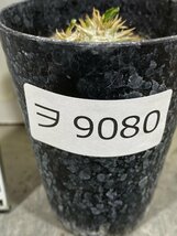 ヲ9080 「実生株」パキポディウム デンシカウレ【Pachypodium Densicaule・恵比寿大黒】_画像3