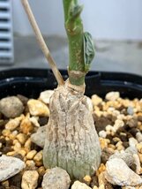 ア2800 「実生」マテレア シクロフィラ 植え【未発根・Matelea cyclophylla・多肉植物・Gonolobus cyclophyllus】_画像6