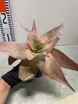 ア3085 「実生」アロエ イマロテンシス 【アロエ・多肉植物・種から発芽！Aloe imalotensis】_画像1