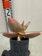 ア3084 「実生」アロエ イマロテンシス 【アロエ・多肉植物・種から発芽！Aloe imalotensis】_画像5