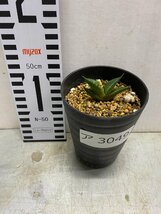 ア3049 「激レア高級品種」アガベ チタノタ ハデス 黒帝斯 植え【発根開始・Agave titanota Hades・恐竜牙歯・リュウゼツラン】_画像6