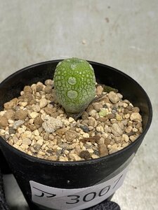 ア3007 「多肉植物」プセウドリトス　ミギウルティヌス　植え【発根・Pseudolithos migiurtinus・ガガイモ】