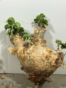 ア2672 「塊根植物】キフォステンマ マクロプス 抜き苗【畑に地植え株・輸入後自社養生株・Cyphostemma uter var. macropus】