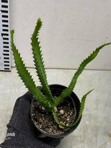 ア3012 「実生」ユーフォルビア　ステラータ【発根・Euphorbia stellata・飛竜・多肉植物】_画像3