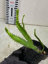 ア3012 「実生」ユーフォルビア　ステラータ【発根・Euphorbia stellata・飛竜・多肉植物】_画像6