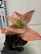 ア3084 「実生」アロエ イマロテンシス 【アロエ・多肉植物・種から発芽！Aloe imalotensis】_画像6