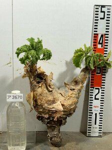 ア2670 「塊根植物】キフォステンマ マクロプス 抜き苗【畑に地植え株・輸入後自社養生株・Cyphostemma uter var. macropus】